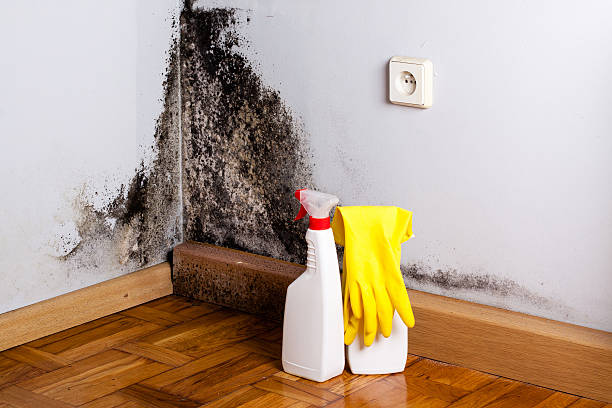 Best Mold Prevention Services  in Green Valley, CA